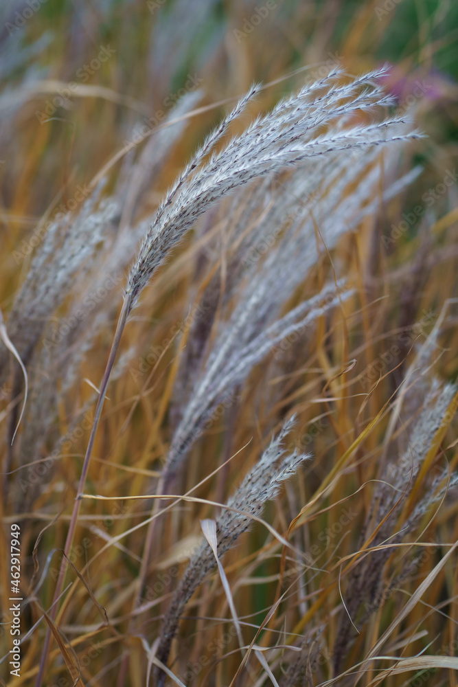 Fototapeta premium Selective soft focus on dry reed seeds bent in the wind, autumn season. Abstract natural background. Retro style. Defocused image. 