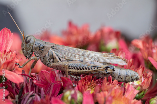 Grasshopper sits on a red chysanthemum photo