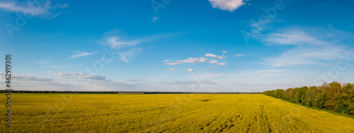 Wide panorama of field of rapeseed against bright blue sky in the evening. Drone photo of yellow blooming flowers