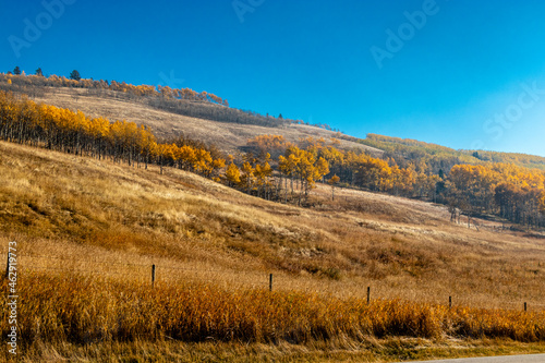 Fall colours in the Big C Country. MD of Big Horn, Alberta, Canada