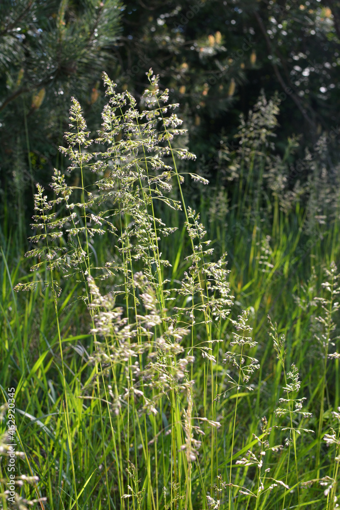 Poa grows in the meadow among wild grasses. Poa grows in the meadow among wild grasses.