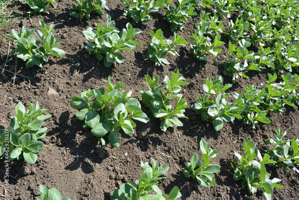 Horse bean (Vicia faba) grows in the soil Horse bean (Vicia faba) grows in the soil