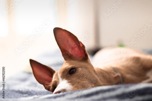 Imagen de perro raza podenco marrón echado con las orejas levantadas.