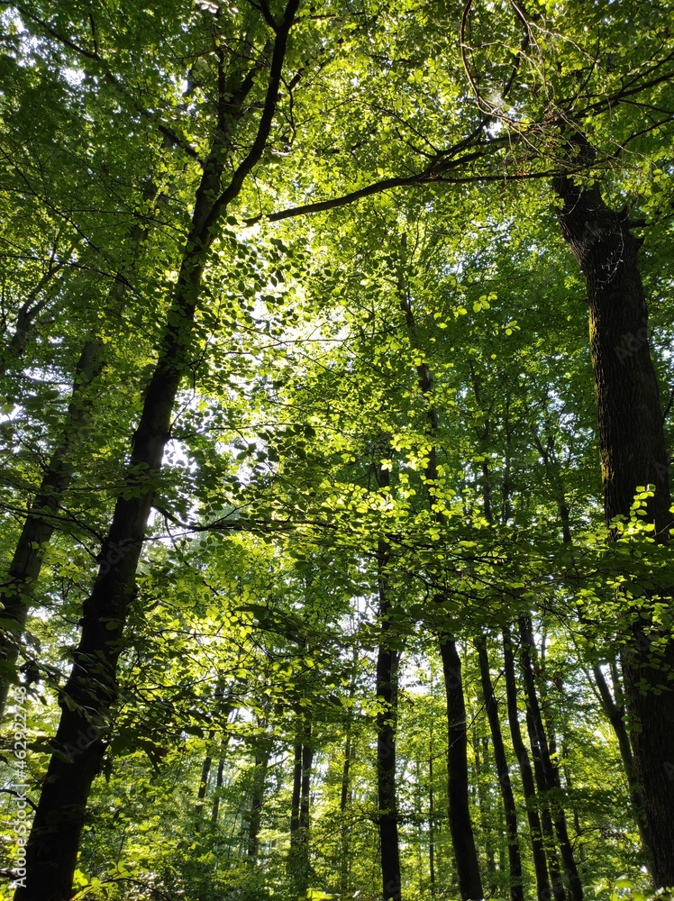 Obraz premium forest in the morning