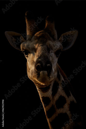Giraffe head isolated on black background, Giraffa camelopardalis.