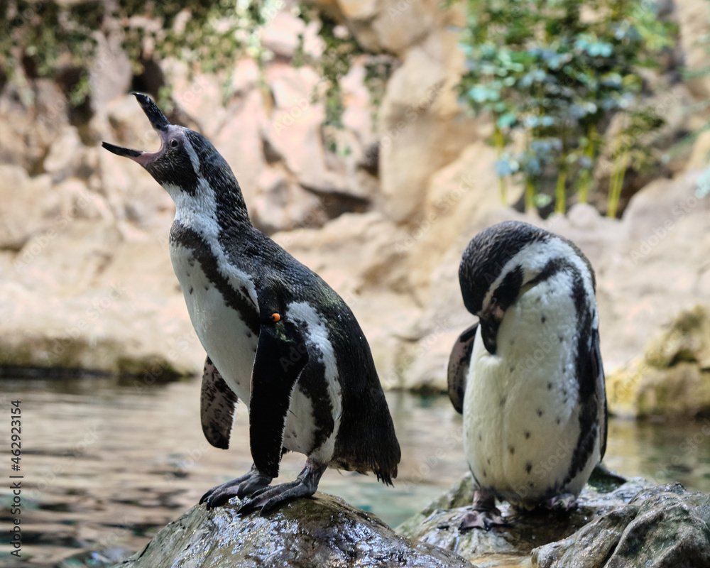 Naklejka premium Pingüino en Loro Parque