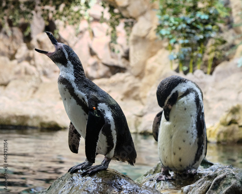 Pingüino en Loro Parque