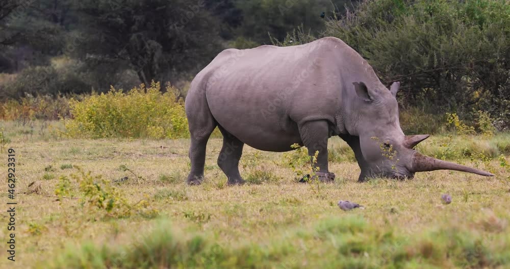 full view of a rhino grazing, in the bush full view of a rhino grazing, in the bush