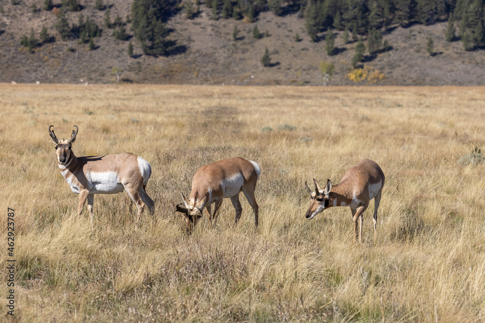 Pronghorn Antelope Bucks in Grand Teton National Park Wyoming in Autumn Pronghorn Antelope Bucks in Grand Teton National Park Wyoming in Autumn