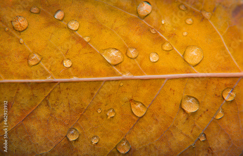 autumn background. rain drops. morning dew. orange, yellow, brown leaf. macro photography