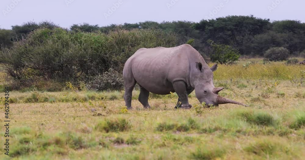 full view of a rhino grazing, in the bush full view of a rhino grazing, in the bush