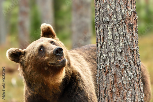 Brown bear next to the tree in the forest