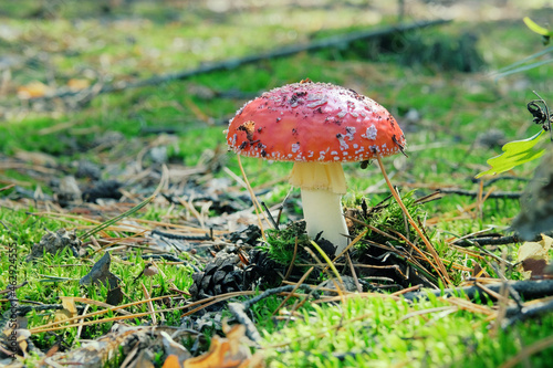 Amanita Muscaria. Red wild poisonous Fly Agaric mushroom in forest in autumn in sunny day.