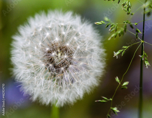 Dandelion with ripe seeds