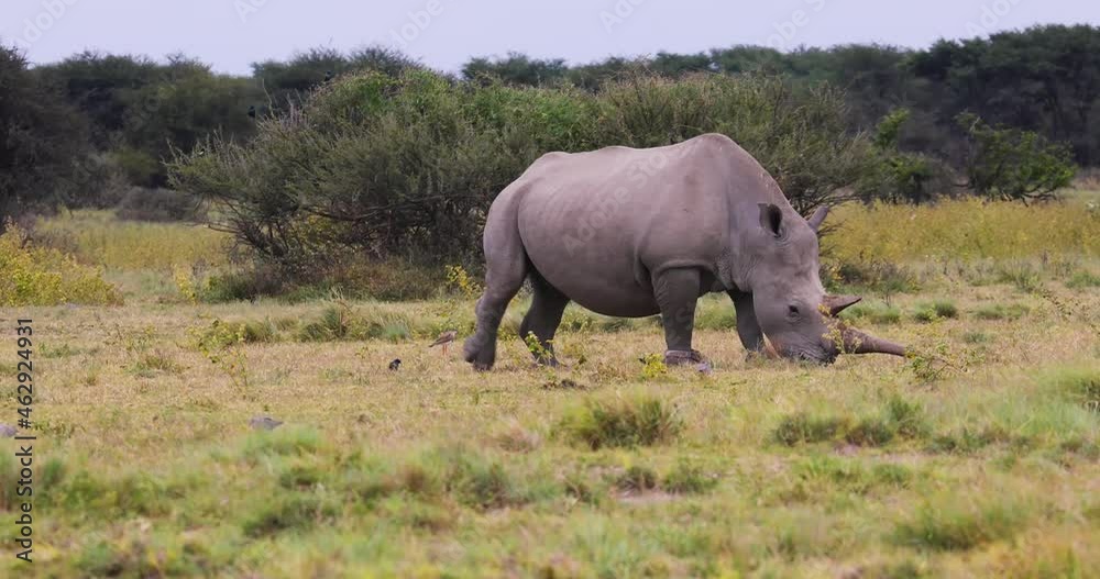 full view of a rhino grazing, in the bush 