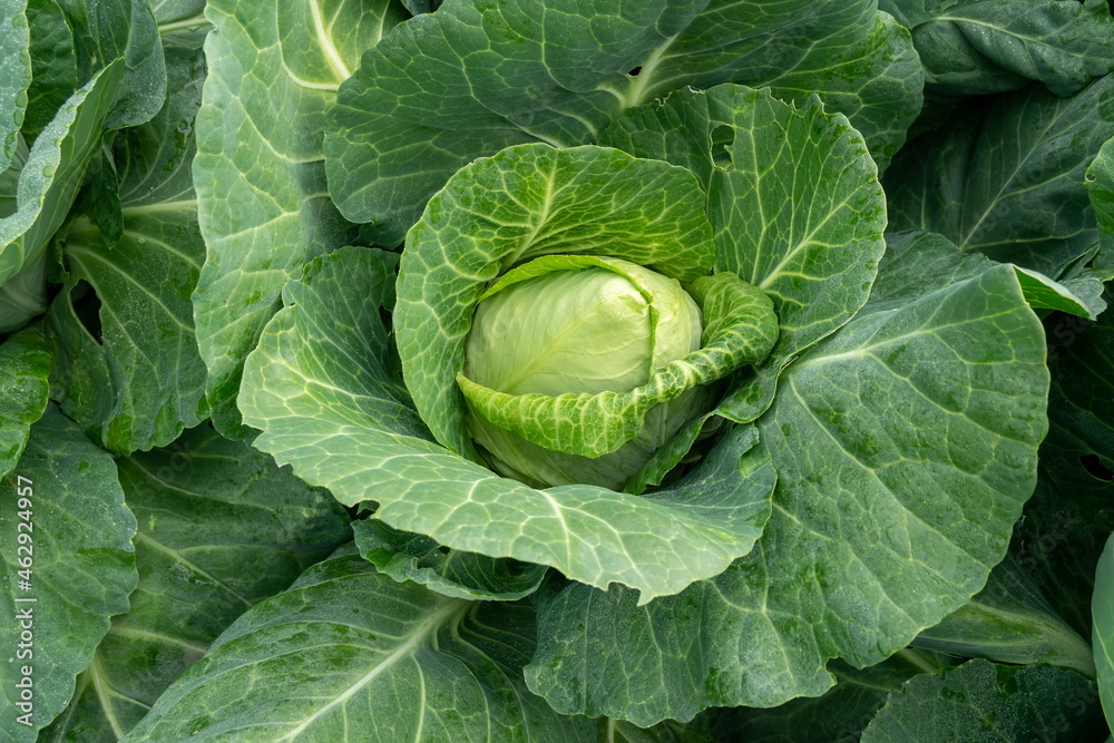 Fototapeta premium A head of early cabbage of the Tochka variety has ripened in a garden bed.