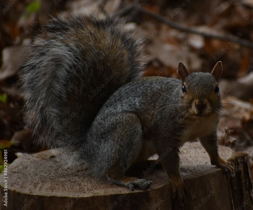 Squirrel in the park. Squirrel in the park.