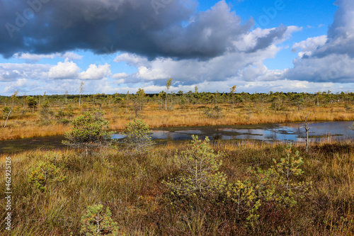 Natural bog landscape with yellow grass and small trees