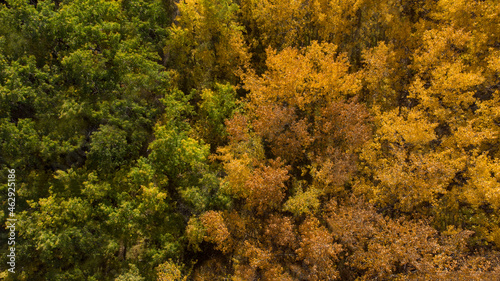 Tree tops from above changing from summer to fall