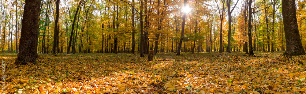 Autumn panorama of autumn yellow forest.