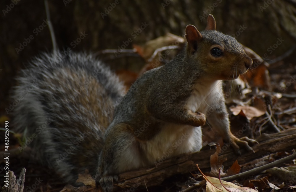 Squirrel in the woods Squirrel in the woods