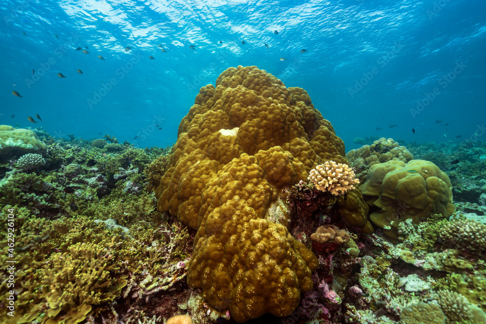 Fototapeta premium Hard coral in Maldives