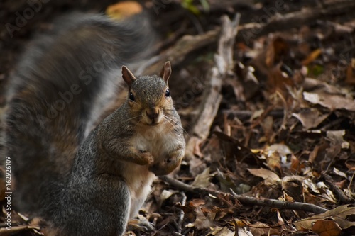 Squirrel in the woods