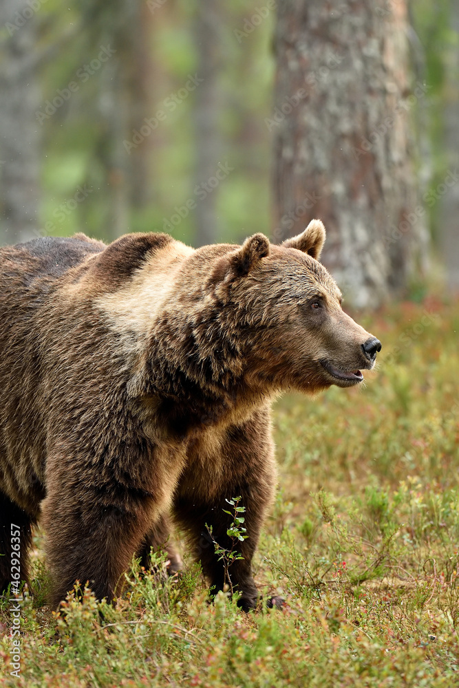 European adult male brown bear in the forest