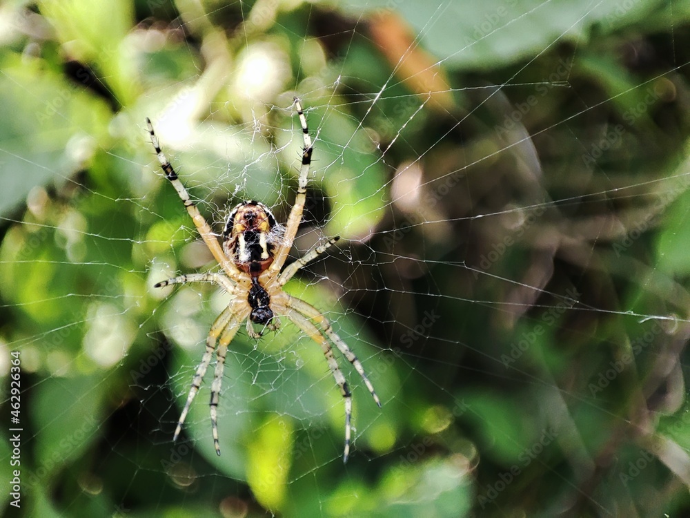 spider on a web spider on a web