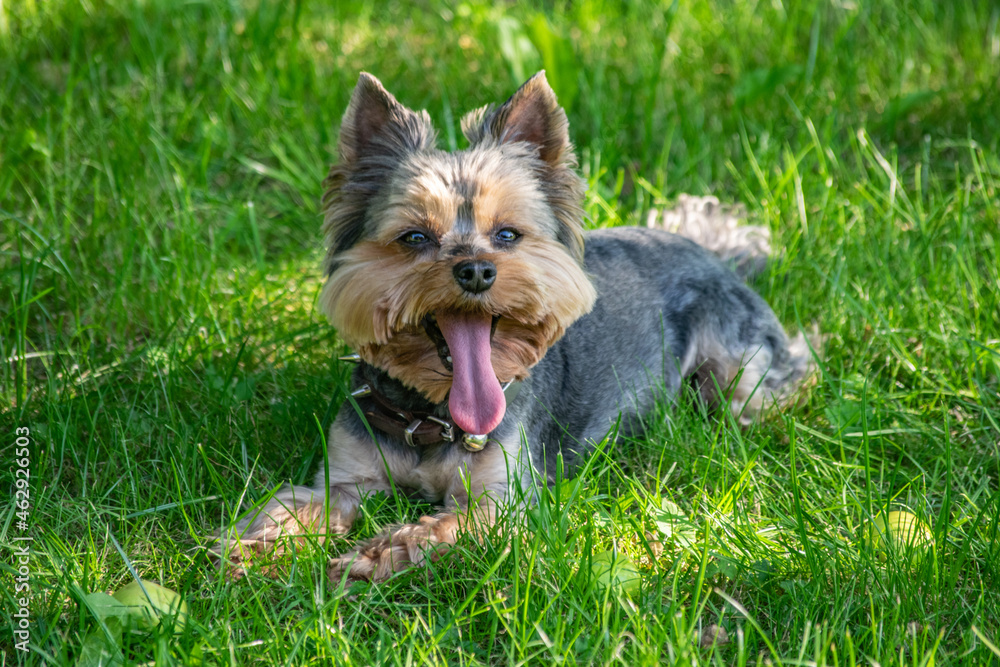 Yorkshire terrier resting on the grass with his tongue out Yorkshire terrier resting on the grass with his tongue out