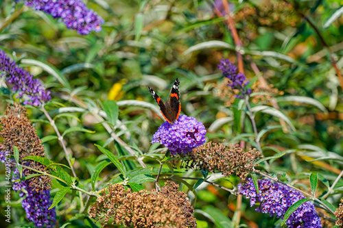 Φωτογραφία papillon le vulcain
