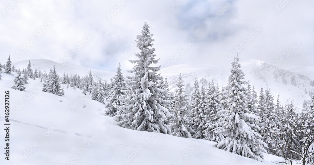 Obraz premium Winter landscape of mountains in fir tree forest and glade in snow. Carpathian mountains