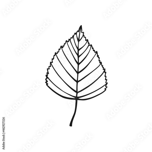 Hand drawn birch leaf outline. Line art style isolated on white background.