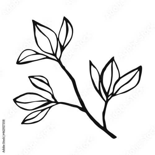 Hand drawn plants outline. Floral and leave element. Line art style isolated on white background. © Darya