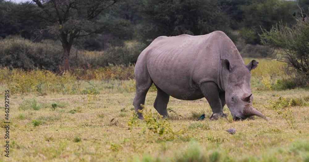 full view of a rhino grazing, in the bush full view of a rhino grazing, in the bush