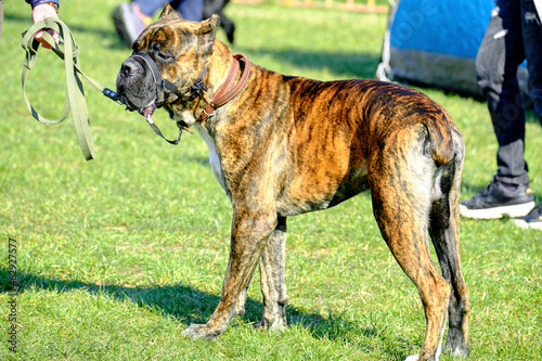 boxer dog stands on the grass during a walk