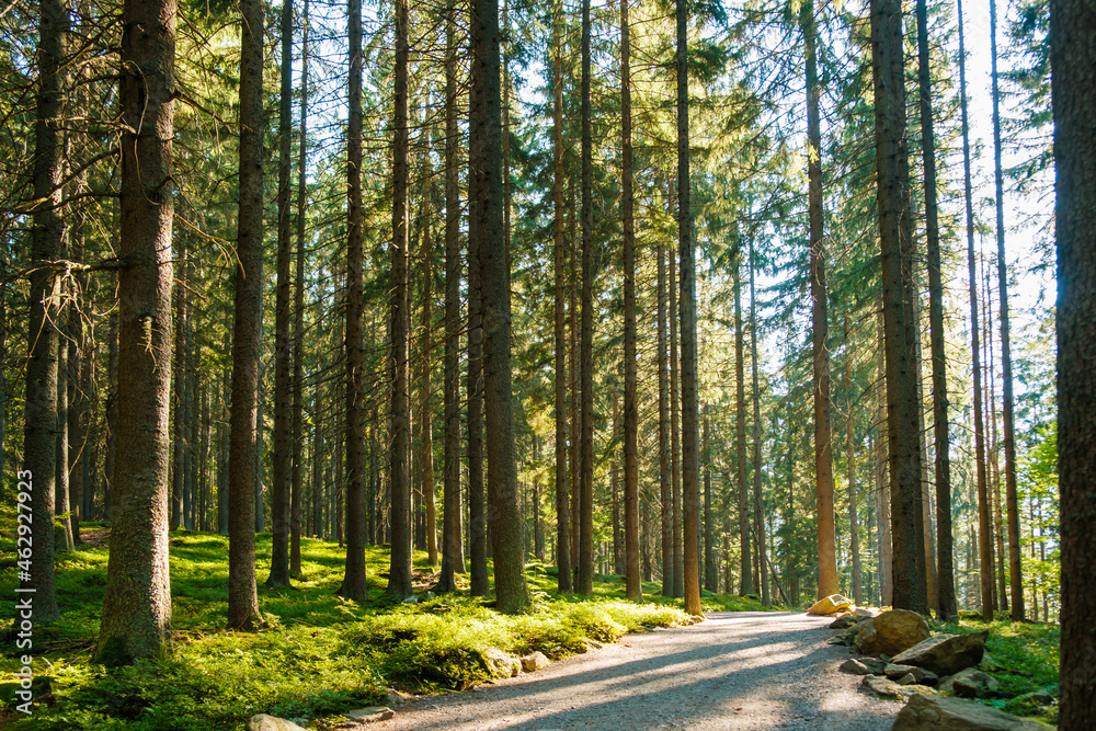 Fototapeta premium Autumn forest path at sunset. Forest hiking trail with high pine trees at sun light