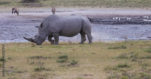 rhino urinating