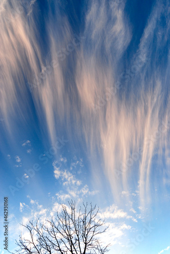 Blustery winter afternoon sky with leafless tree