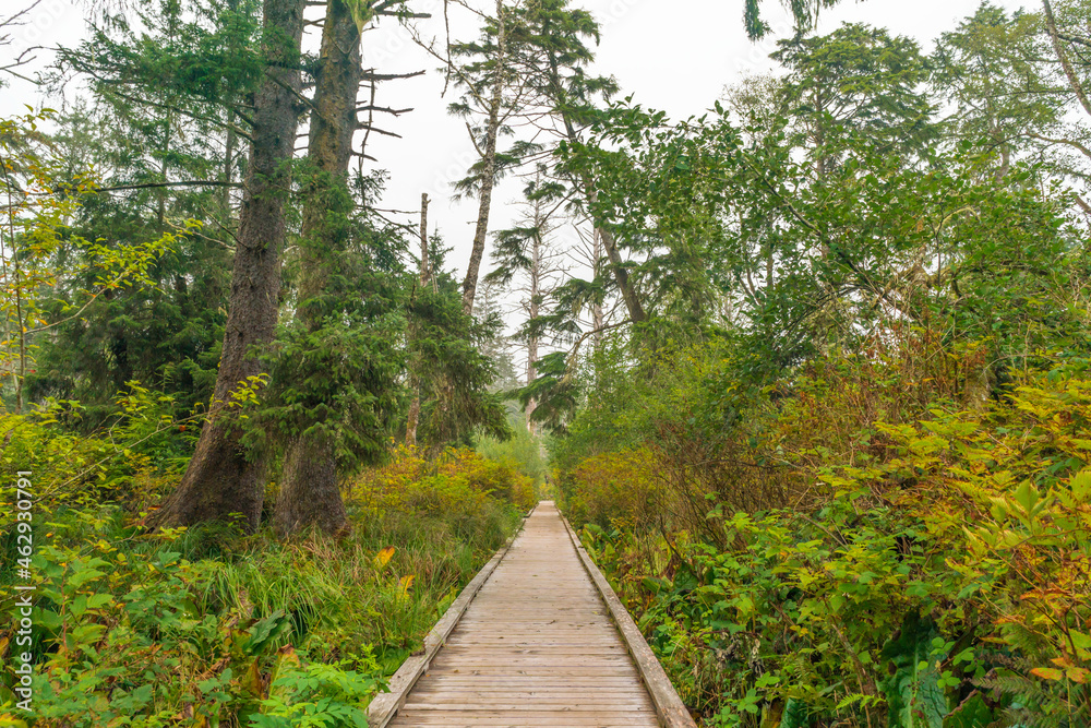 Fototapeta premium Rockaway Big Tree Boardwalk, Oregon Coast Highway 101