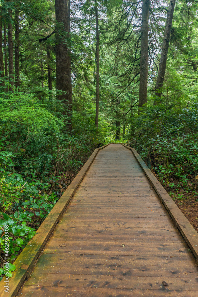 Rockaway Big Tree Boardwalk, Oregon Coast Highway 101 Rockaway Big Tree Boardwalk, Oregon Coast Highway 101