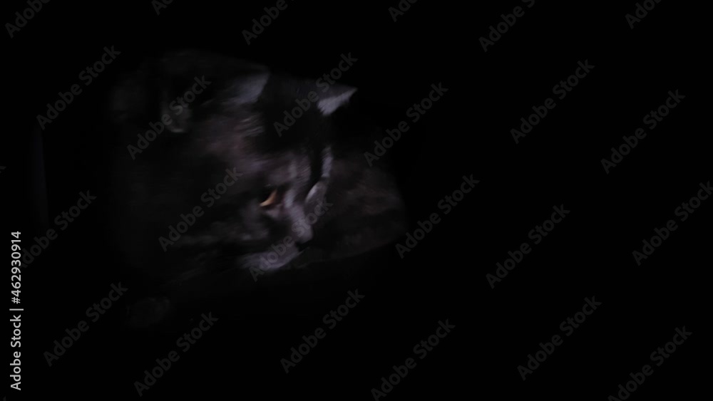 Adult beautiful plump cat looks out of the dark. Adult beautiful plump cat looks out of the dark.