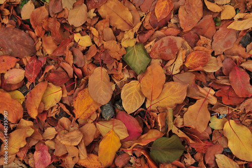 autumn leaves background