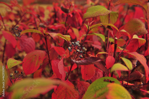 red autumn leaves