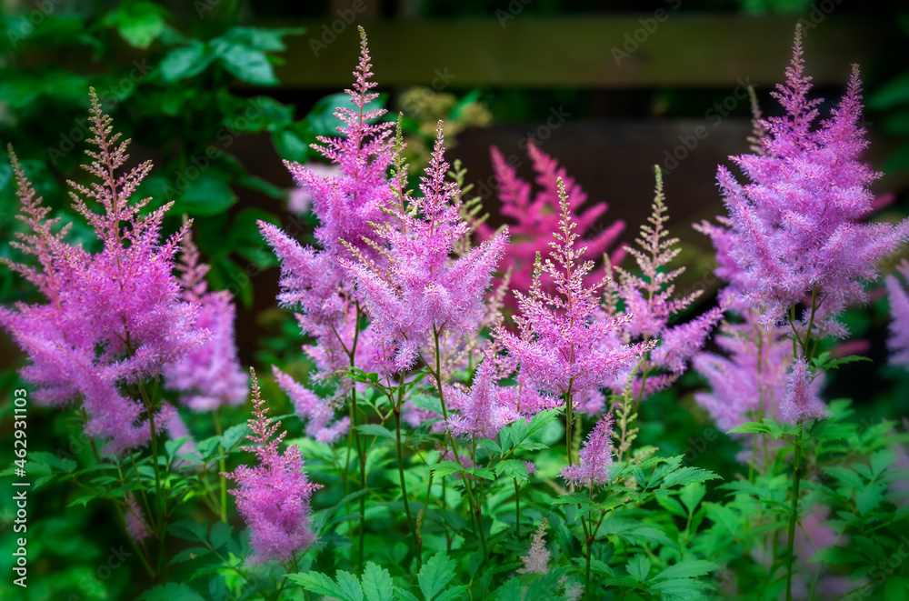 Pink fresh astilba flowers with green foliage Pink fresh astilba flowers with green foliage