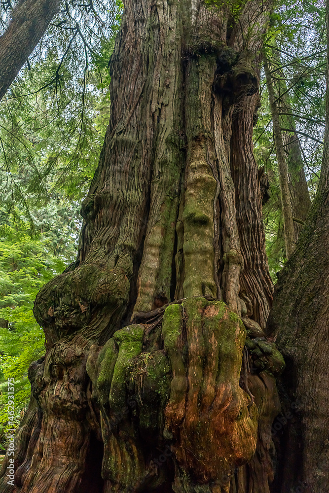 Rockaway Big Tree Boardwalk, Oregon Coast Highway 101 Rockaway Big Tree Boardwalk, Oregon Coast Highway 101