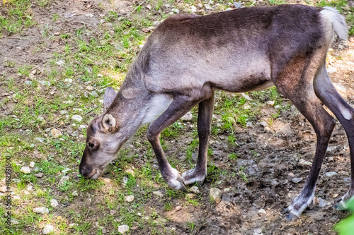Fototapeta Naklejka Na Ścianę i Meble -  Young deer grazing in the field