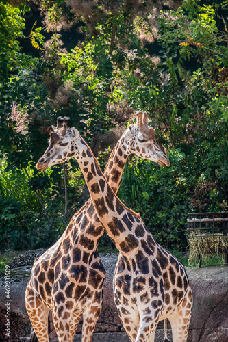 Canvas Print Two giraffes in wilderness
