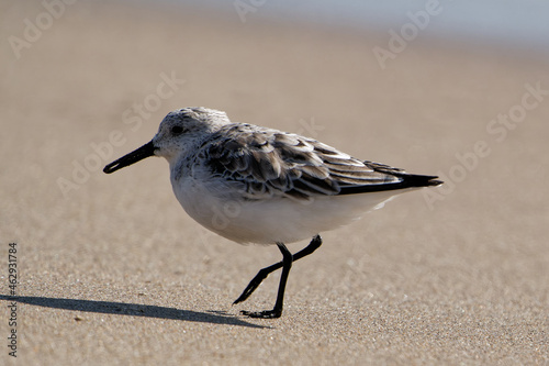 Closeup side look of a small sandpiper at the beach with a blurred background photo