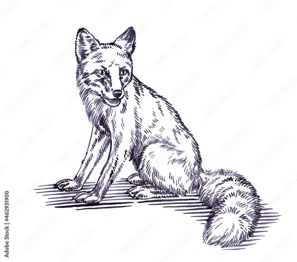 Naklejka premium black and white engrave ink draw fox illustration